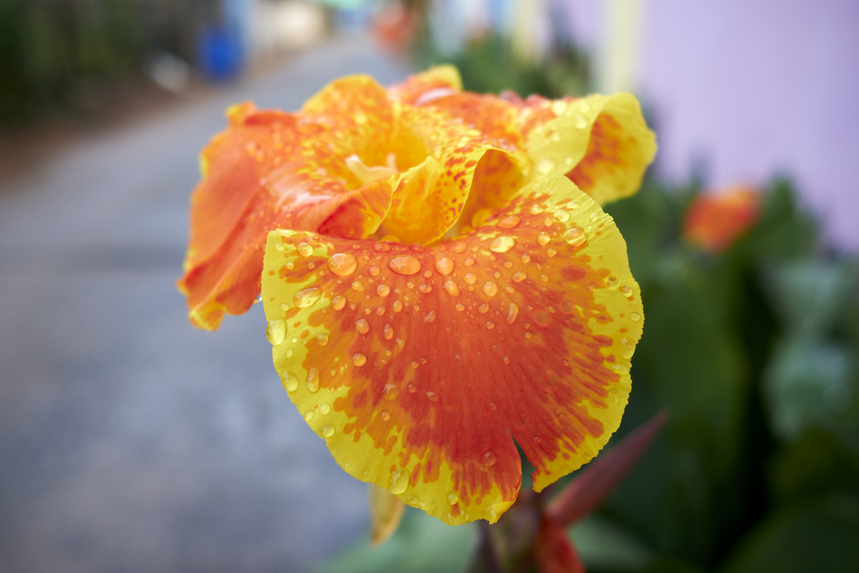 Gros plan d'une fleur orange et jaune de Canna indica après arrosage