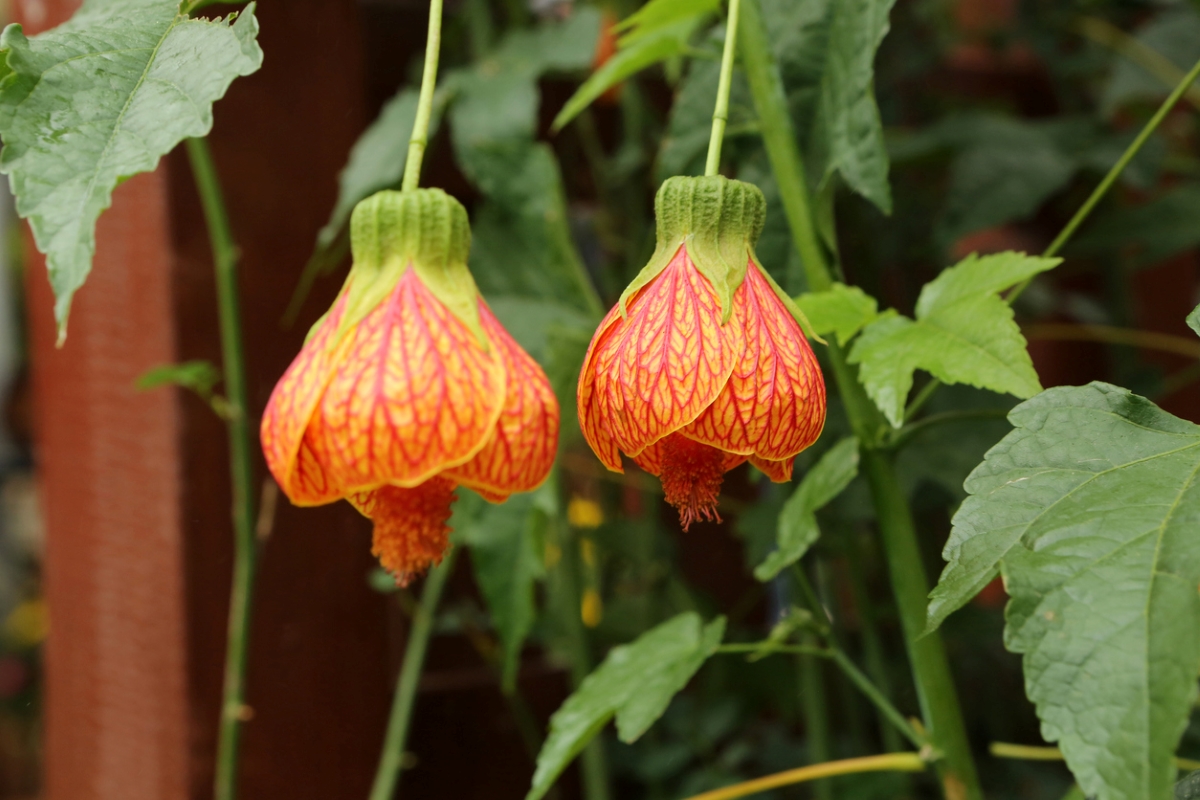 Lantern shaped flowers.