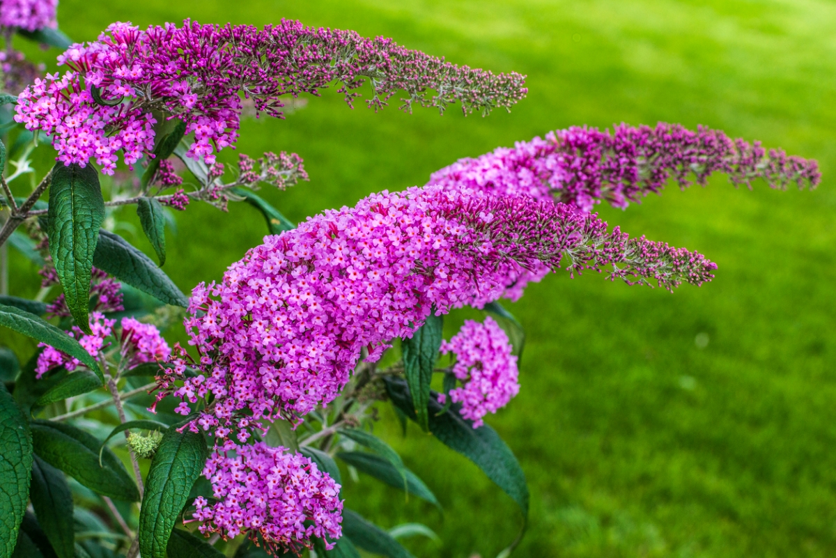 flowers that attract butterflies - butterfly bush