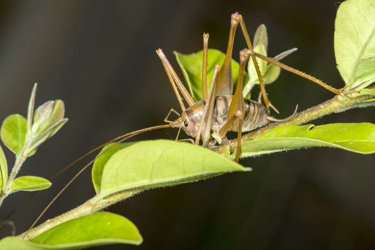 invasive insects