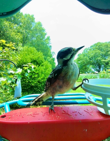 Nourrir les oiseaux avec la mangeoire Bird Buddy