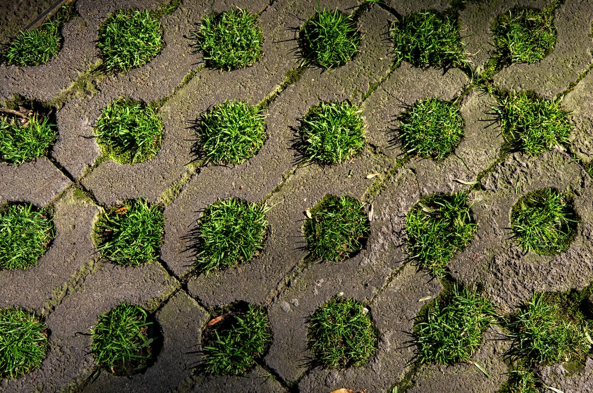 Pavés perméables avec des parcelles d'herbe en croissance.