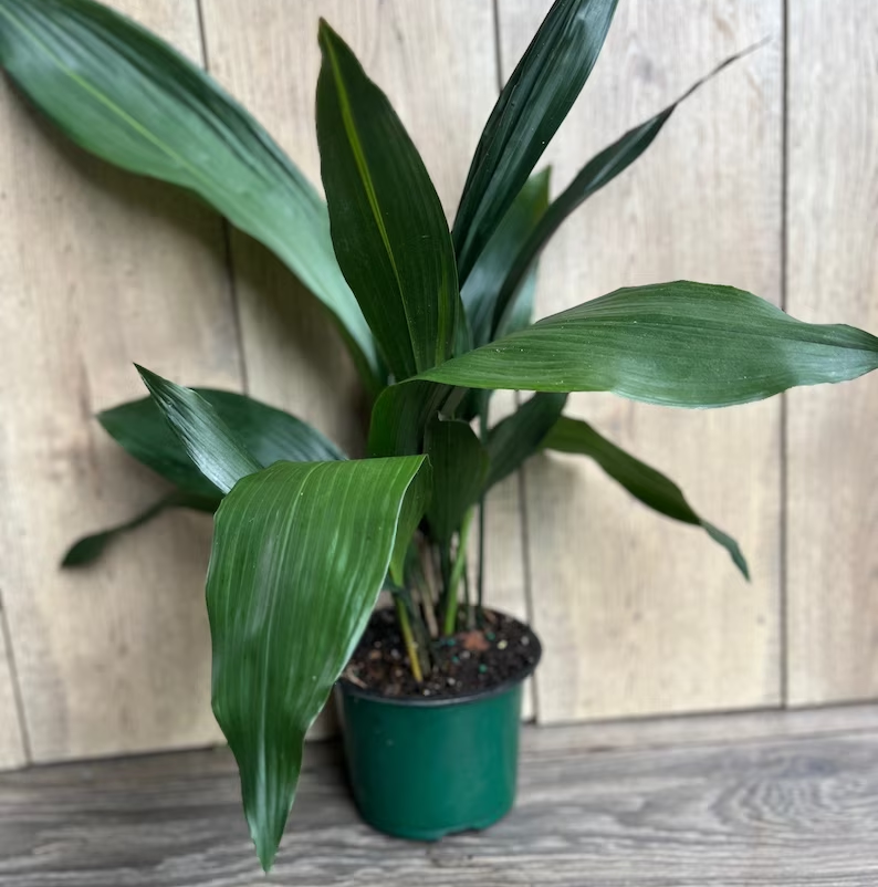 A cast iron houseplant sitting on the floor inside a home.