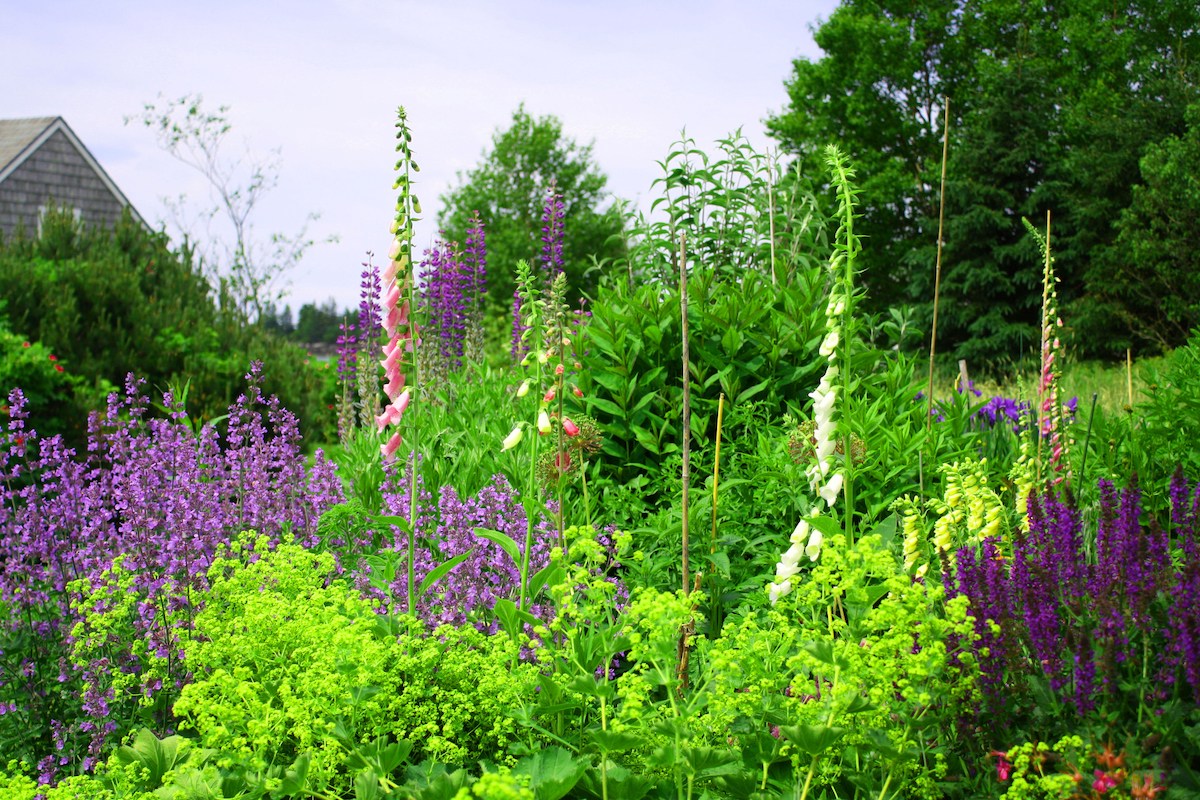 Jardin de fleurs sauvages sur la côte du Maine, avec des fleurs de lupin en vedette.