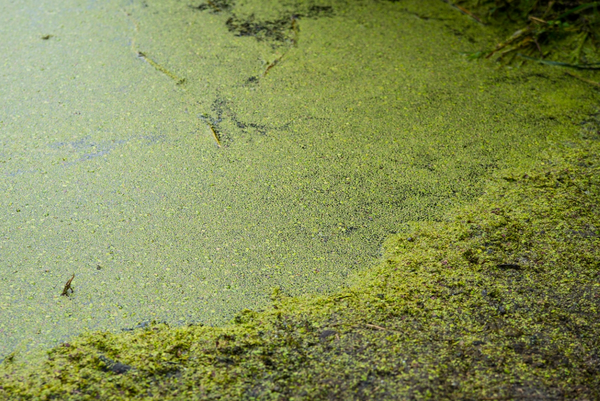 Algae on water