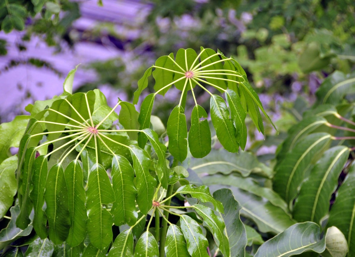 10 Trees That Tolerate Low Light Indoors