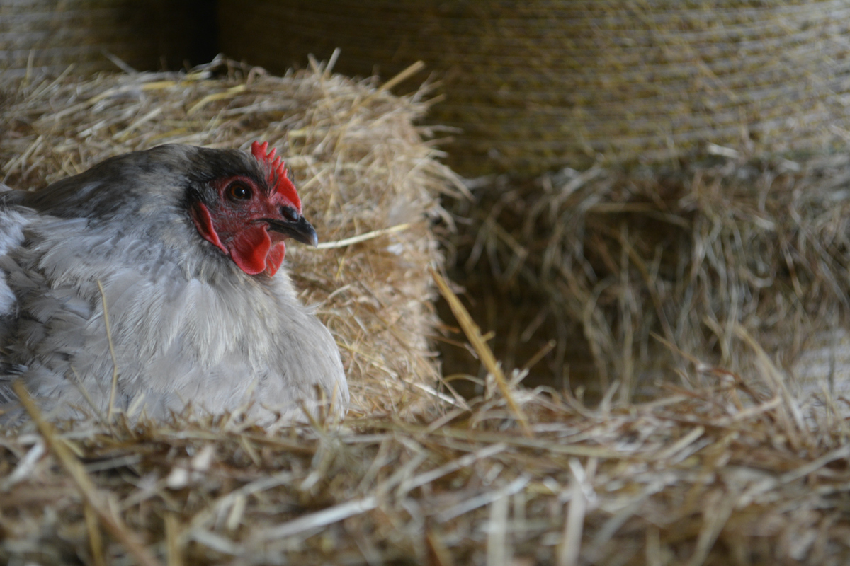 straw bales for chickens and chicken coop