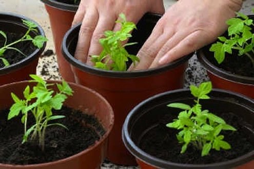 repotting tomato seedlings