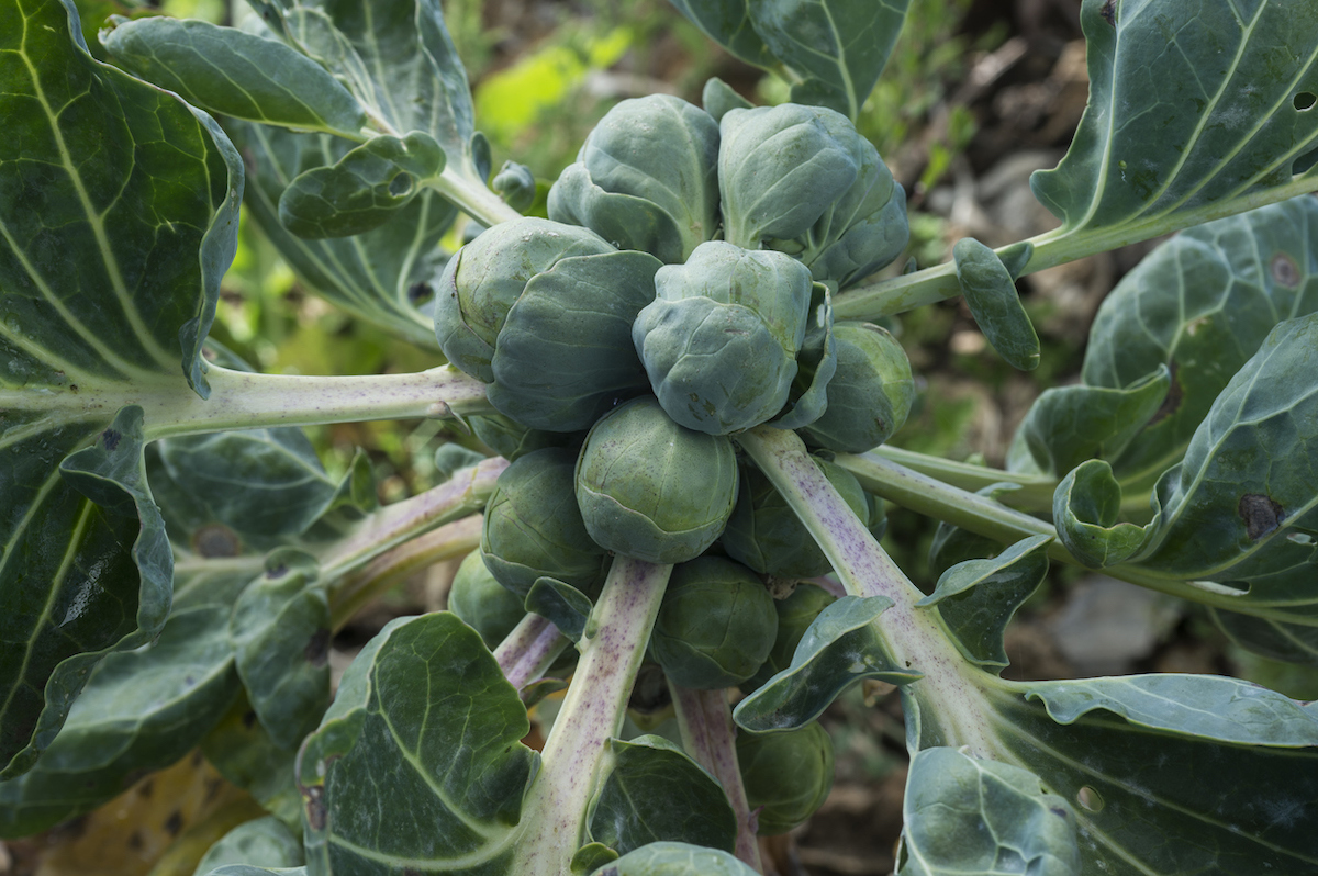 plants de choux de Bruxelles poussant dans un jardin familial en septembre