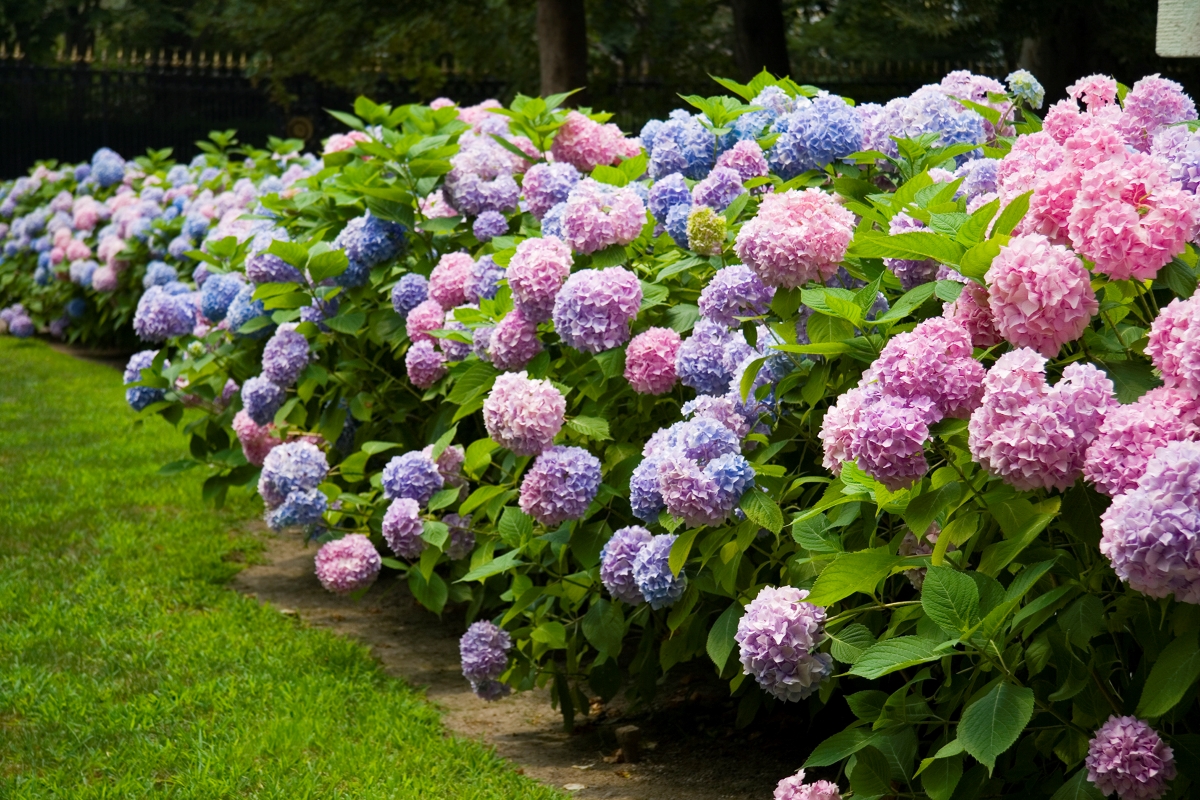 meilleurs arbustes pour le devant de la maison - buissons d'hortensias