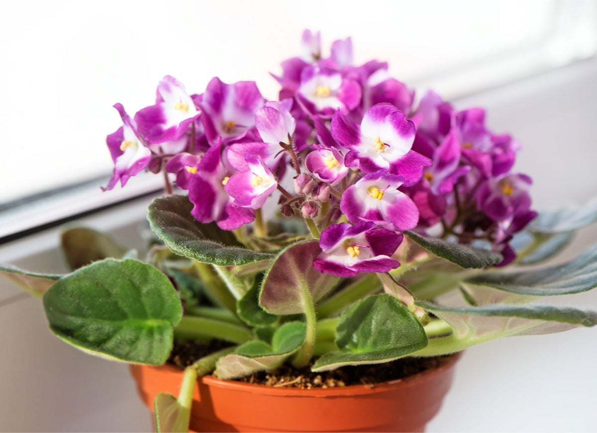 10 Houseplants You Can Propagate the Fastest for an Ever-Expanding Indoor Garden