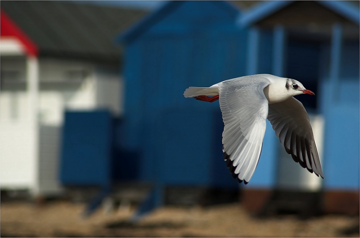 12 Ways to Predict the Weather by Watching Nature in Your Backyard - flying bird