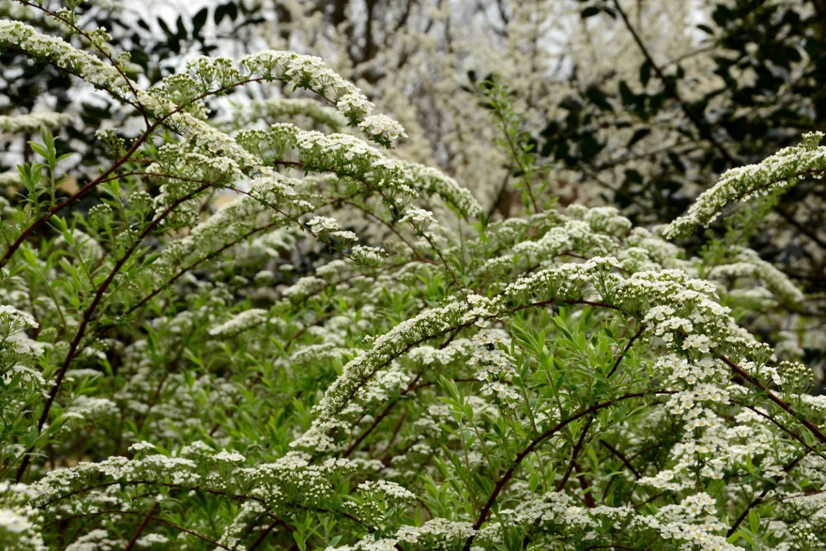 Spirea shrubs with white flowers