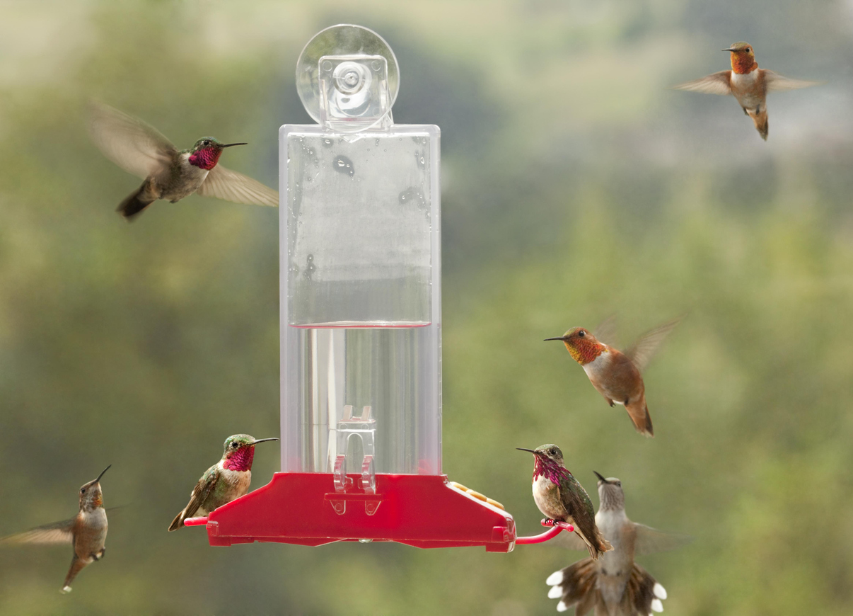 how to clean bird feeders