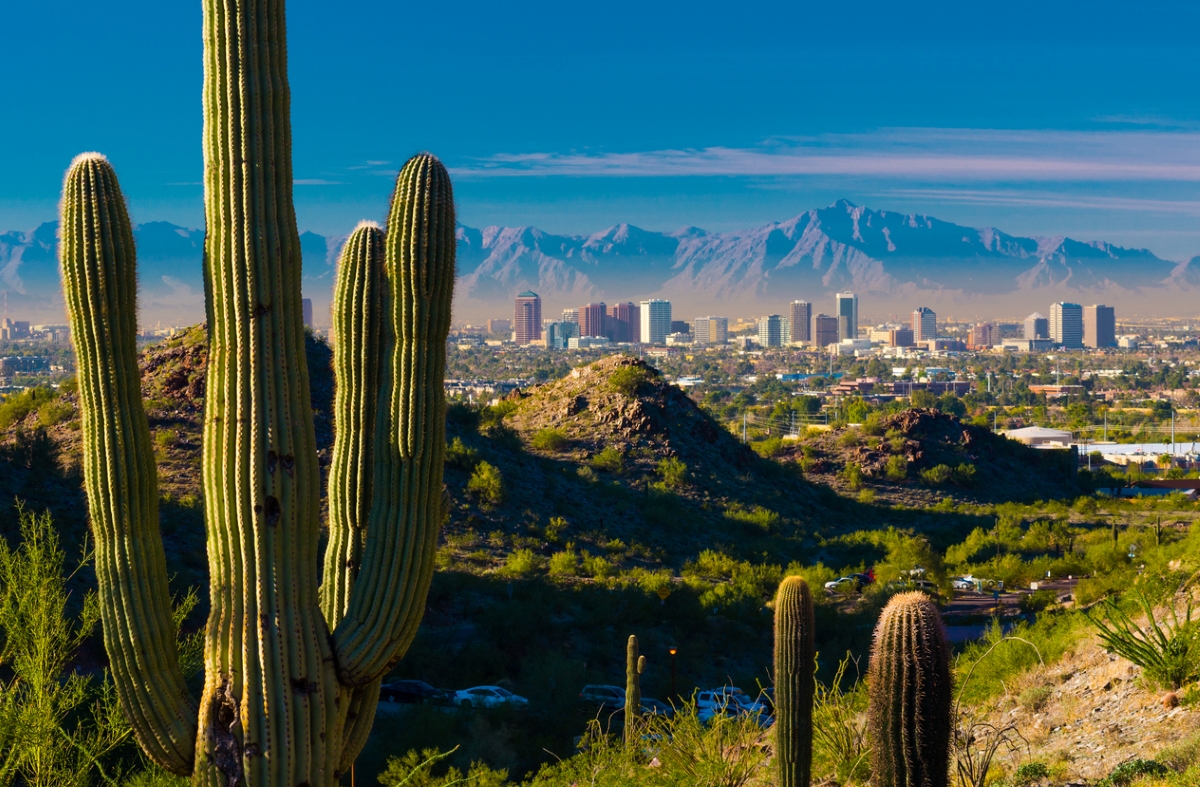 Cactus with cityscape in background