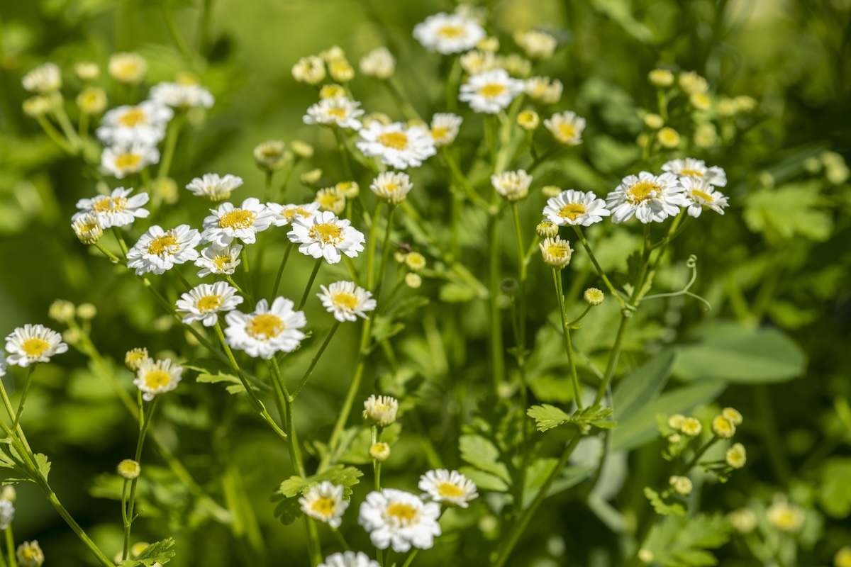 Camomille romaine (Chamaemelum nobile) en floraison.