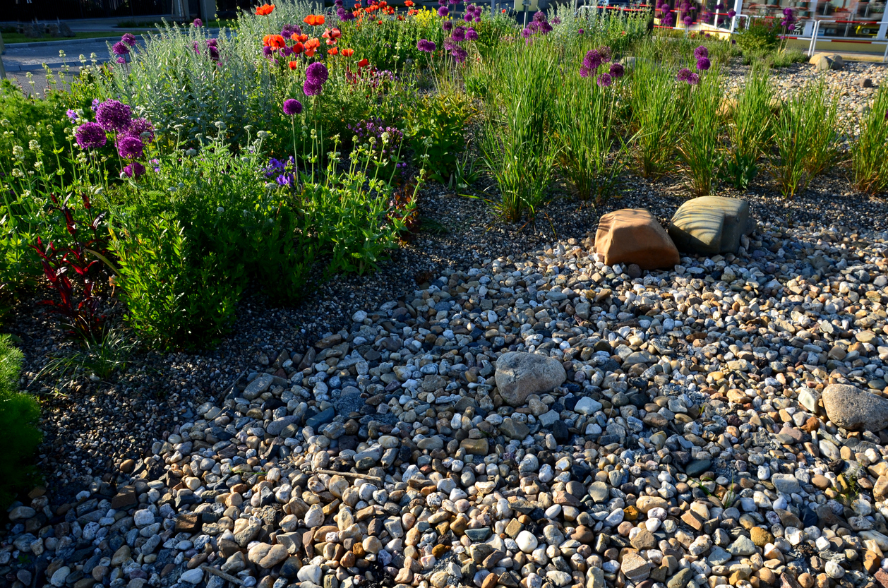 Enrochement entourant un jardin de fleurs sauvages domestique