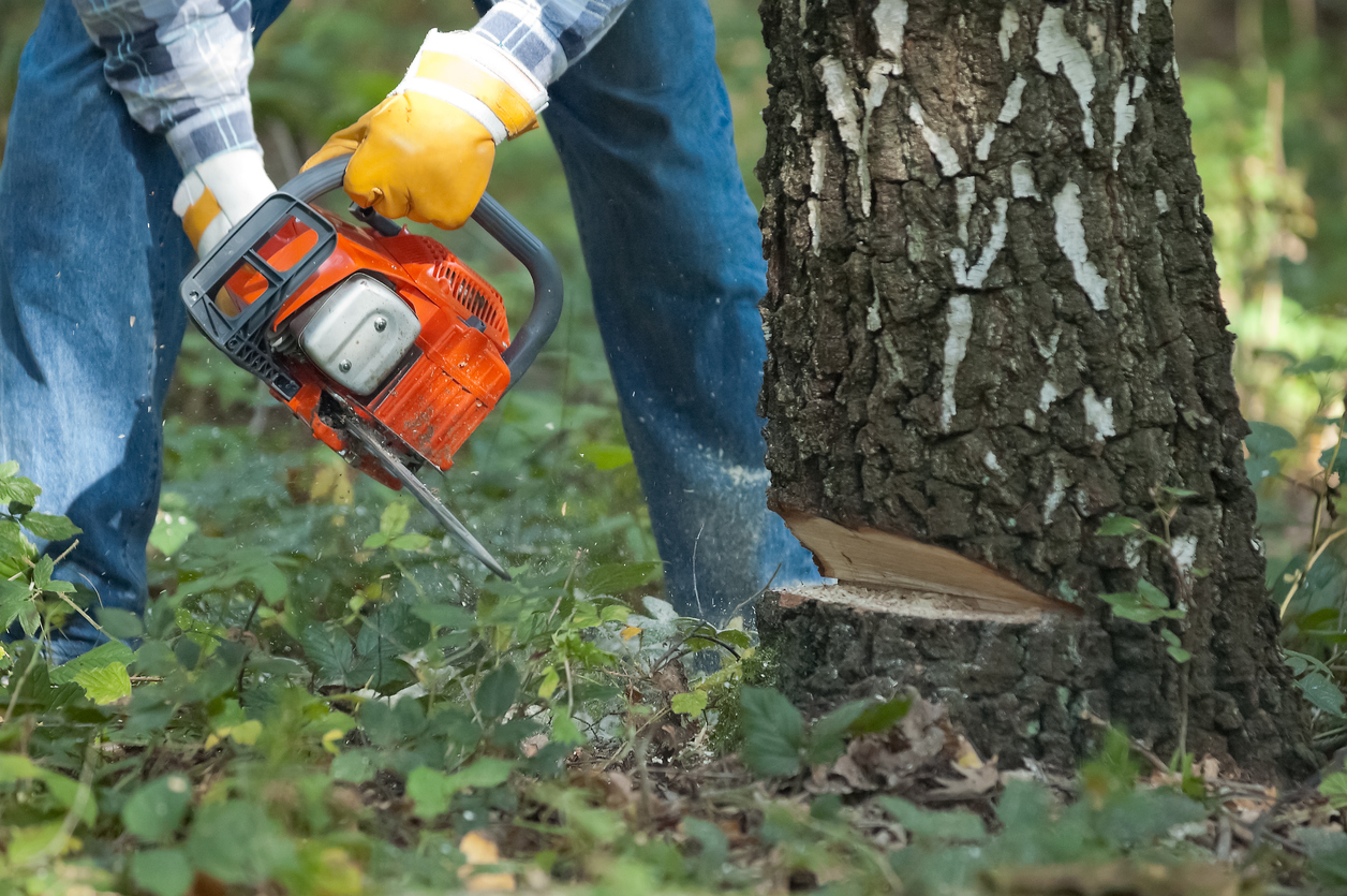 Lumberjack cuts down the tree by the chainsaw