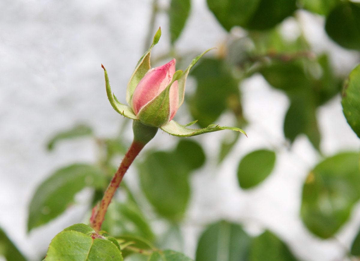 10 Times You Can Get Nature to Do Your Yard Work for You