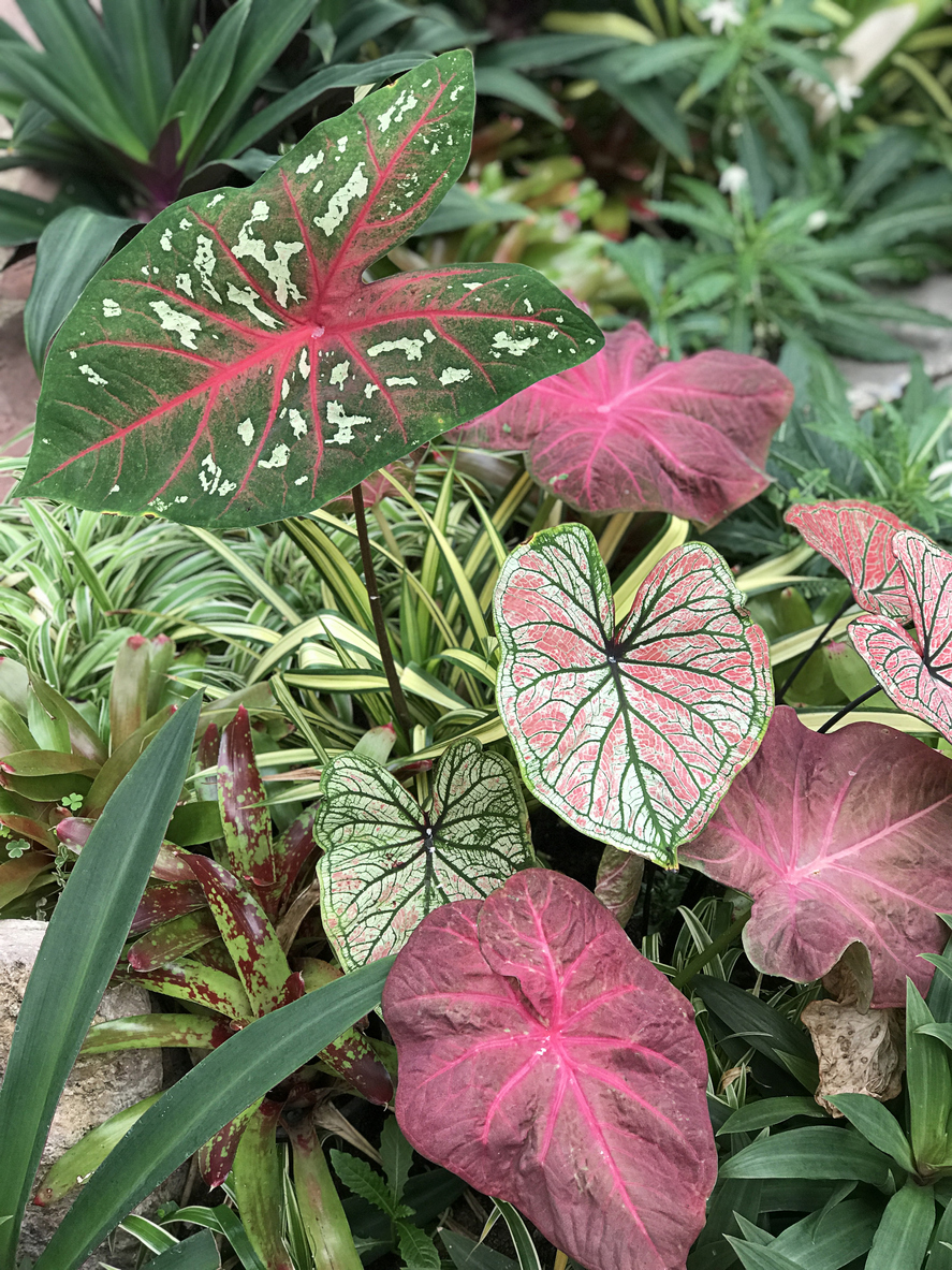 soins des plantes à pointe de flèche