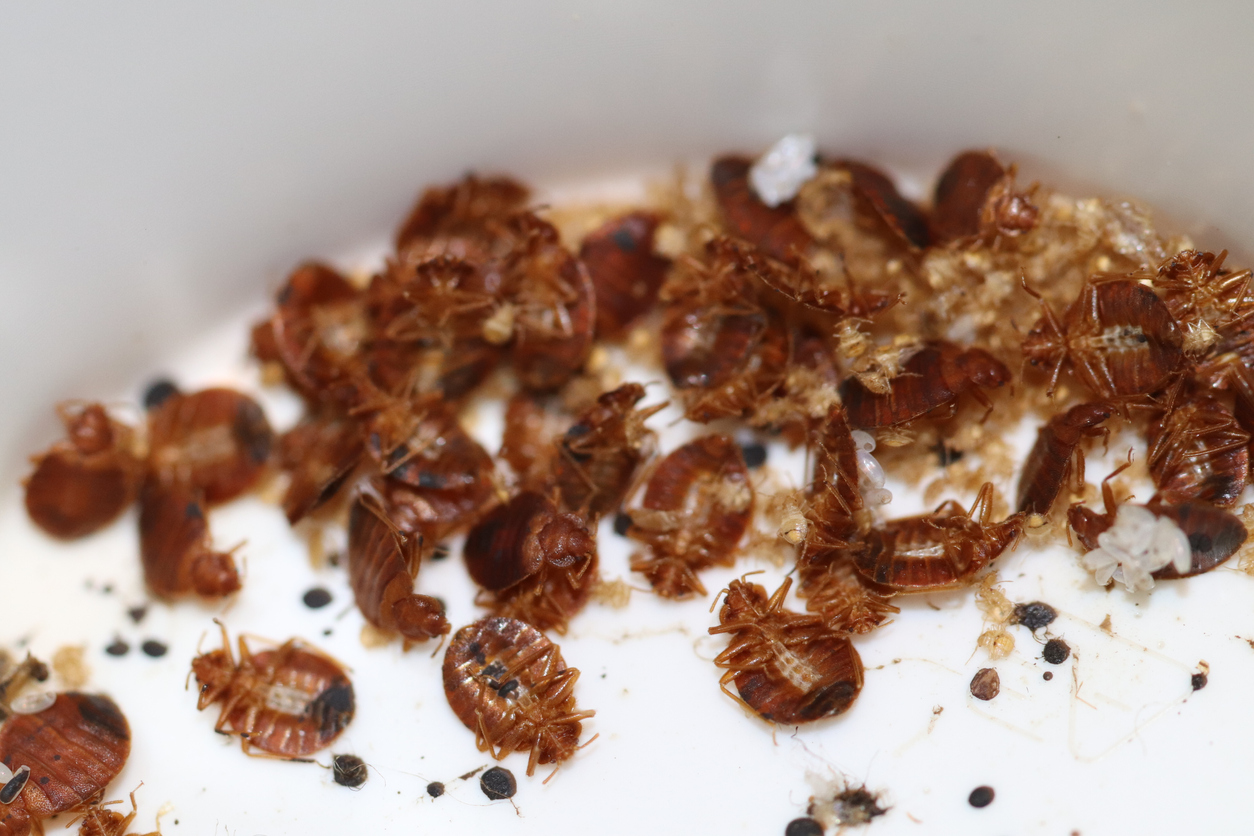 iStock-1313702754 worst pests bed bugs.jpg