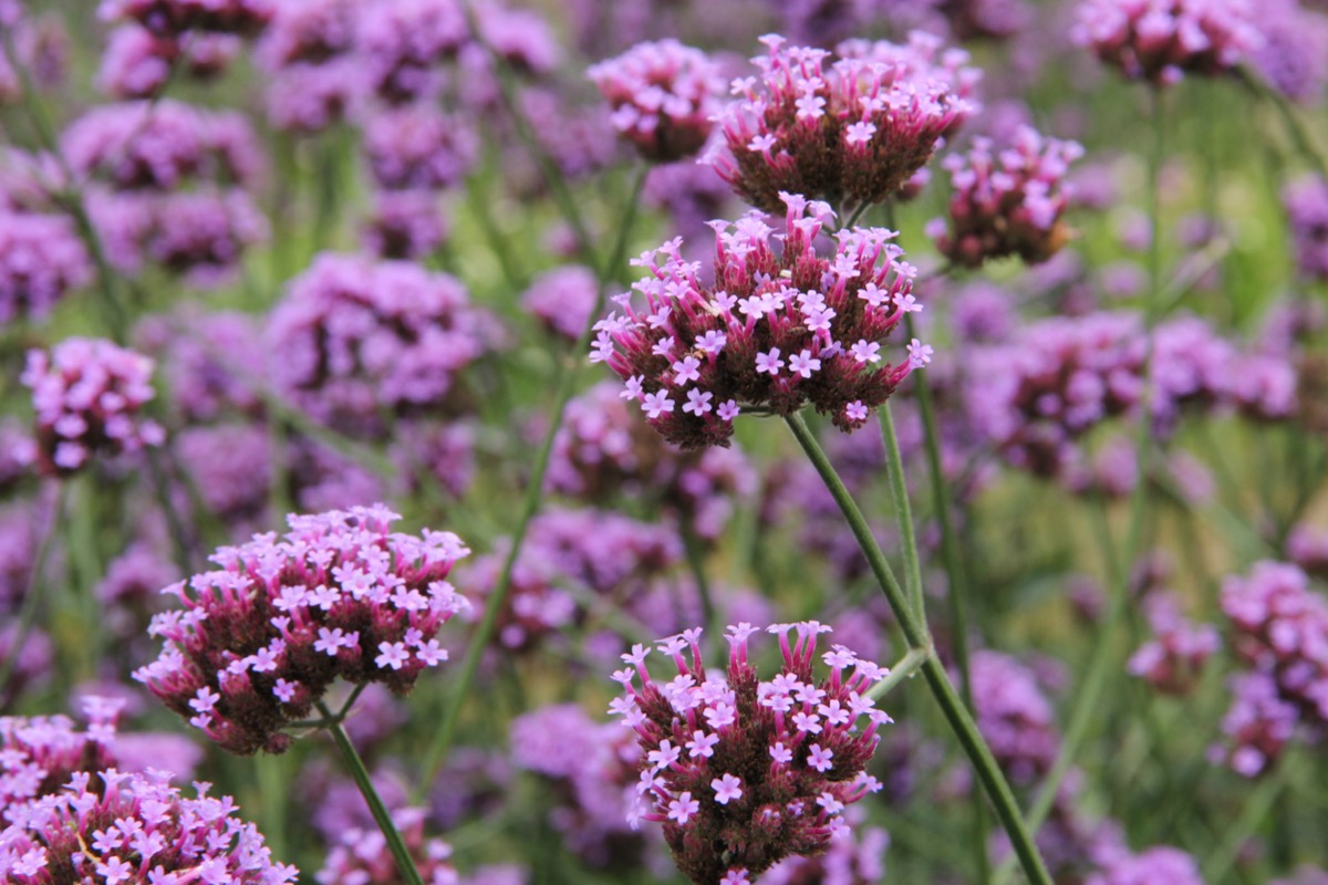 rabbit resistant plants