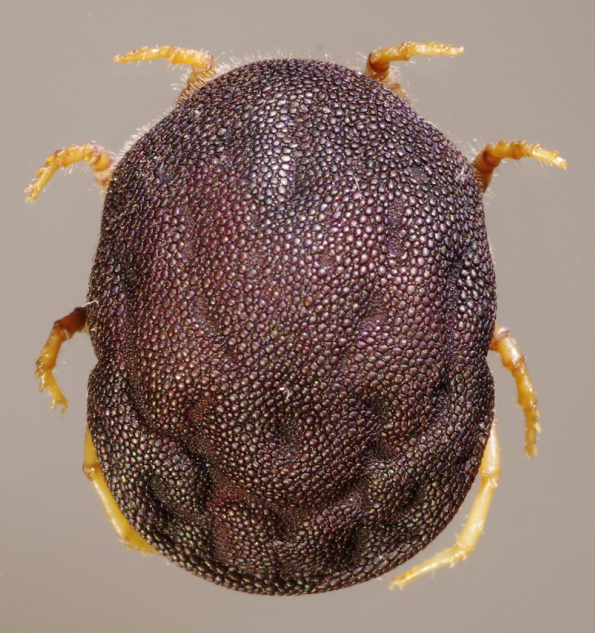 types of ticks - close up of dark round tick with pale legs