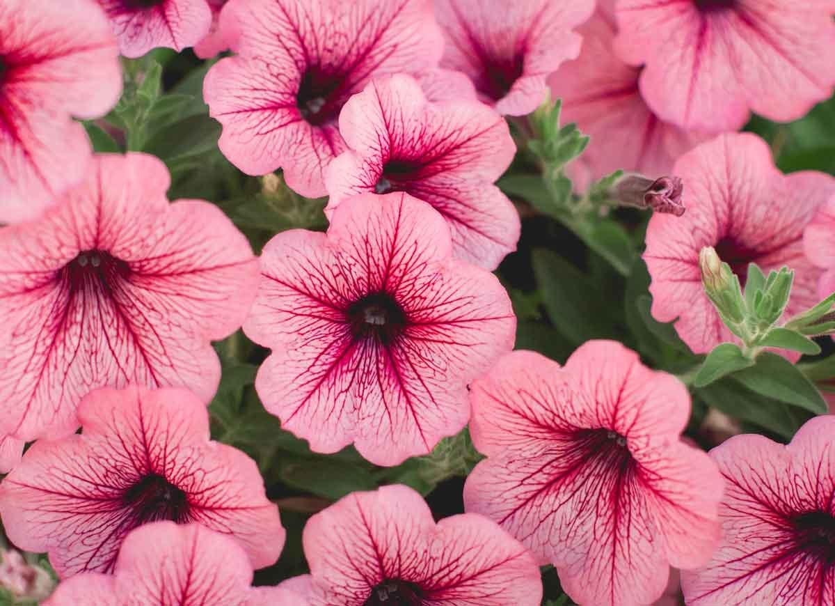 14 Long-Lasting Flowers for Your Yard