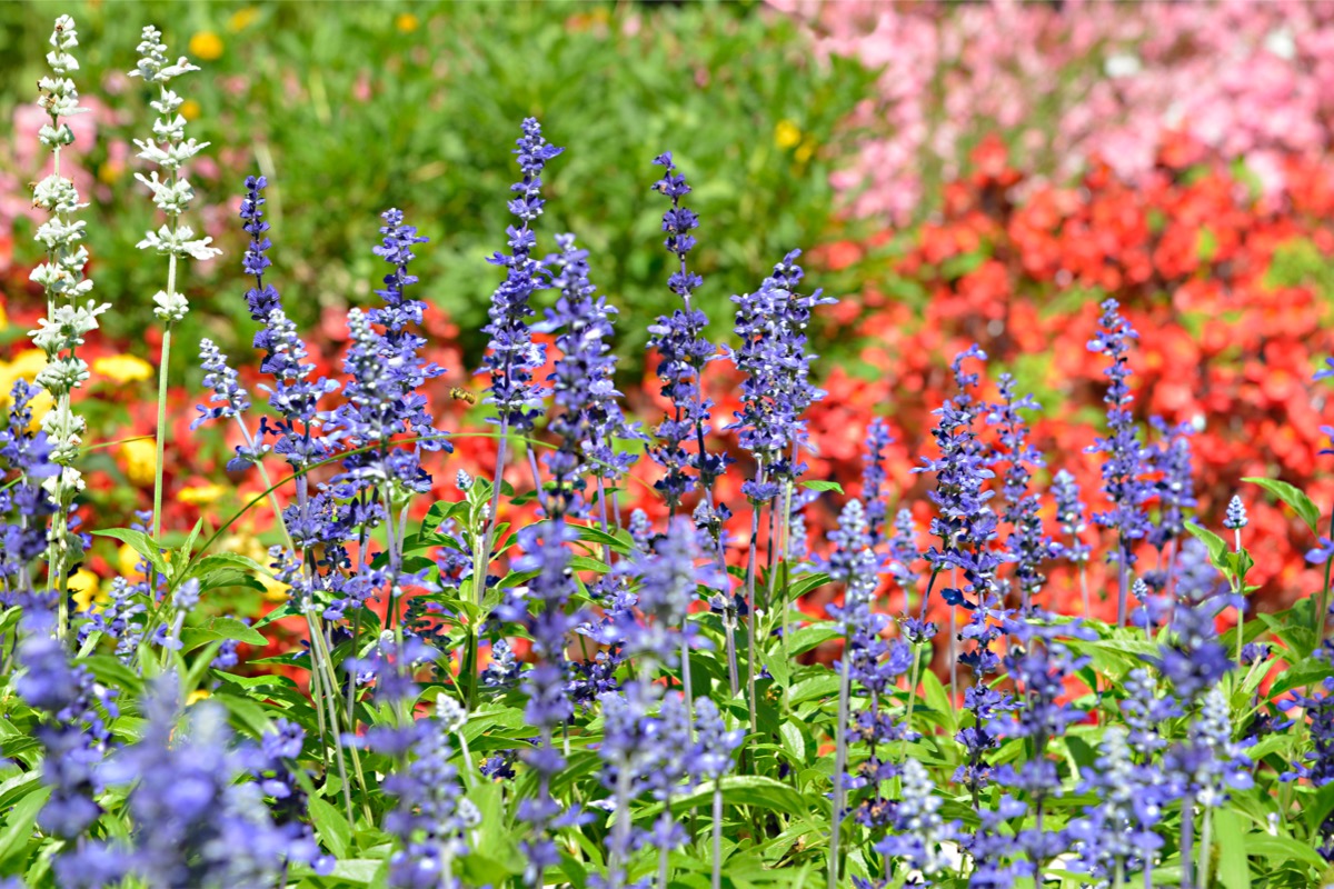 rabbit resistant plants