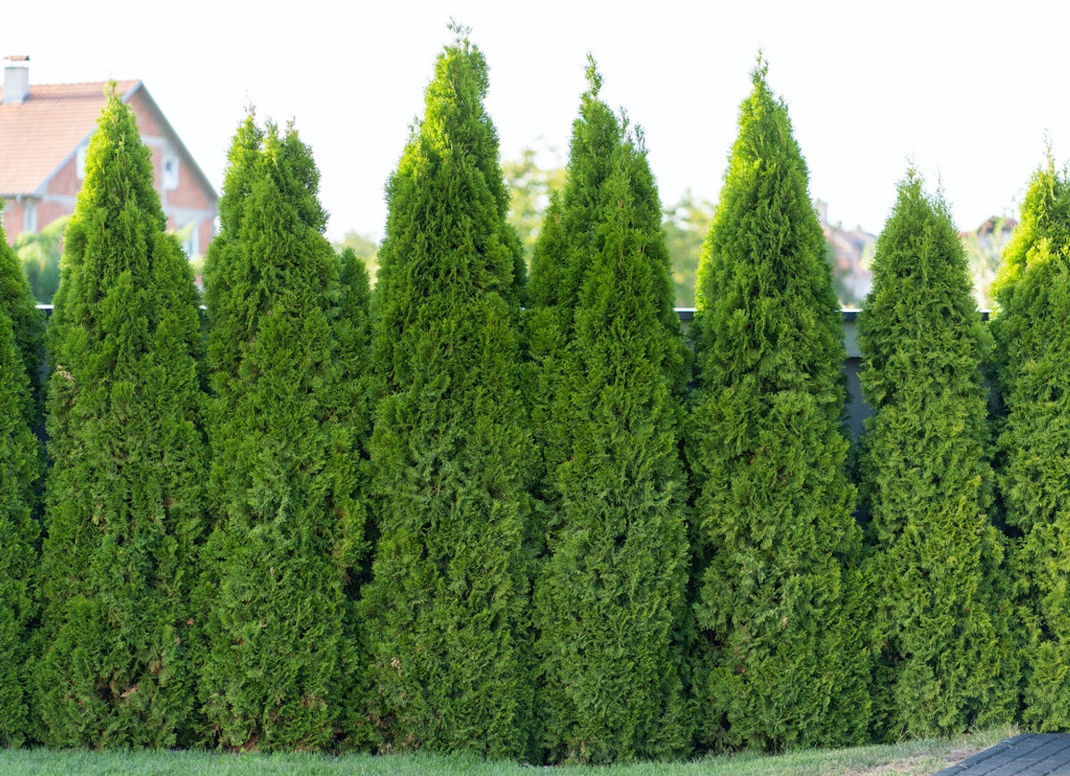 14 Plants, Shrubs, and Trees That Can Help You Sell Your House