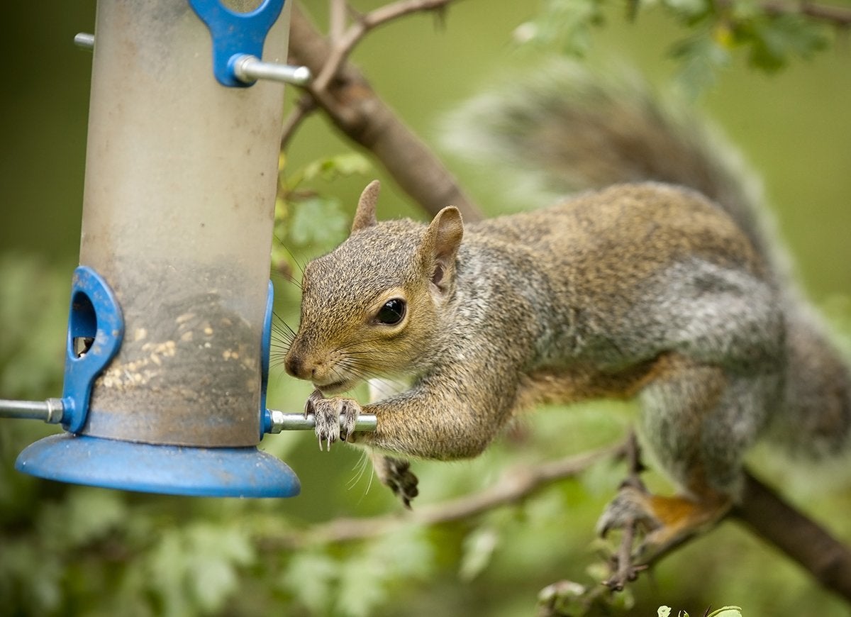 20 Tips for Keeping All Critters Out of Your Yard and Garden