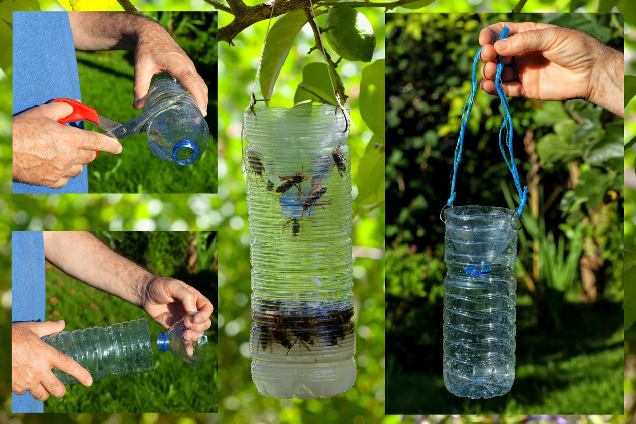 This is how a homemade trap is made for the Asian hornet bee. Introduce the liquid that attracts them formed of water, sugar and yeast.