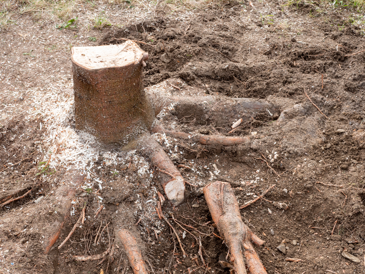 A tree stump that has been dug out of a garden, with roots cut.