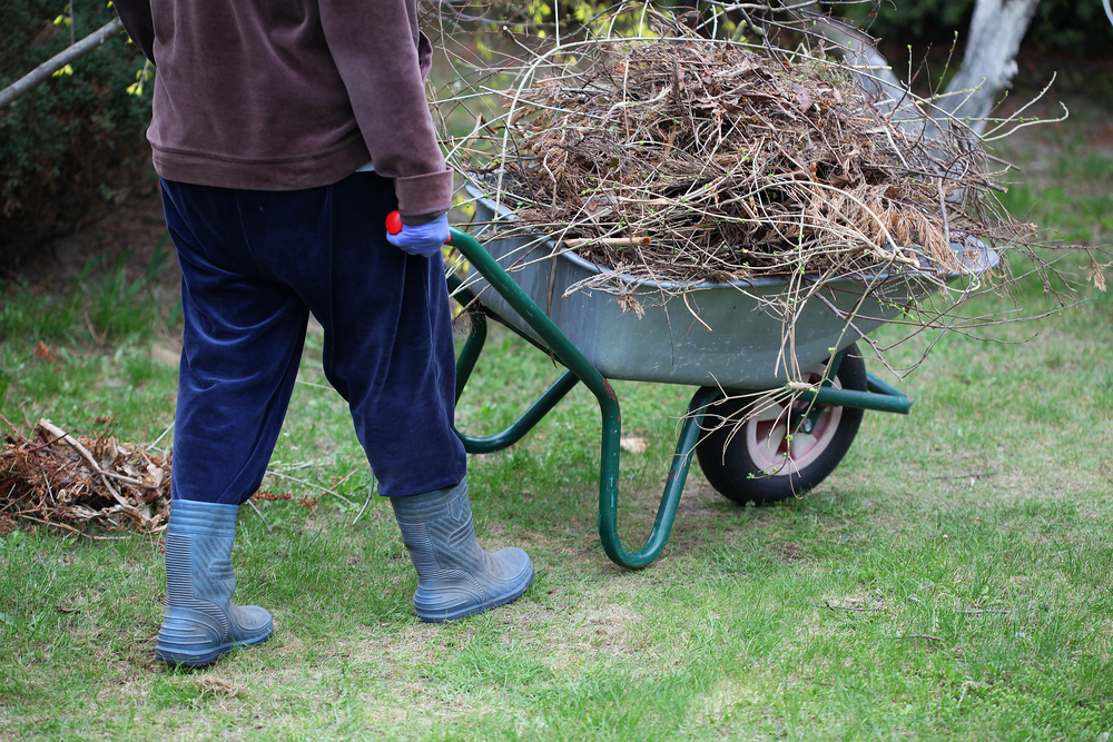 10 Signs a Tree in Your Yard Needs to Be Removed