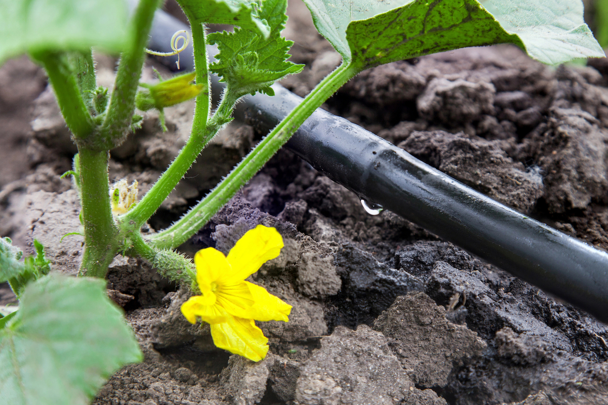 Plant de légume en fleurs dans le jardin arrosé par un système d'irrigation goutte à goutte.