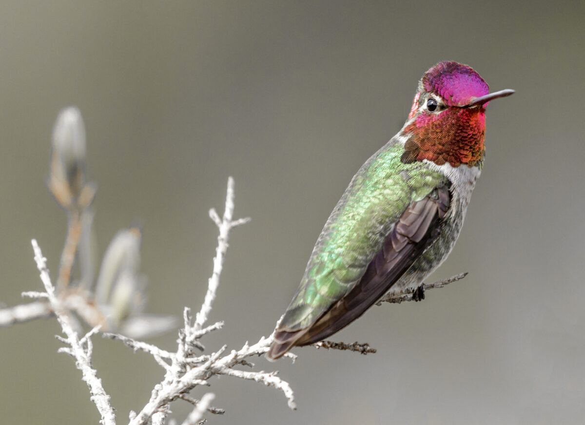 types de colibris