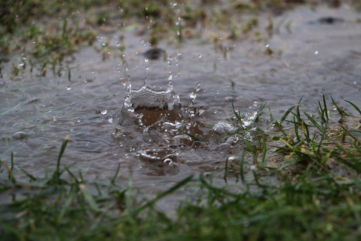 10 plantes de jardin pluvial qui peuvent aider à réduire le ruissellement