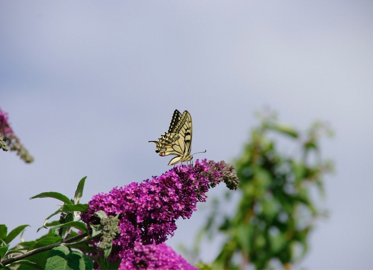 12 Ways to Be a Good Neighbor—to Your Backyard Wildlife