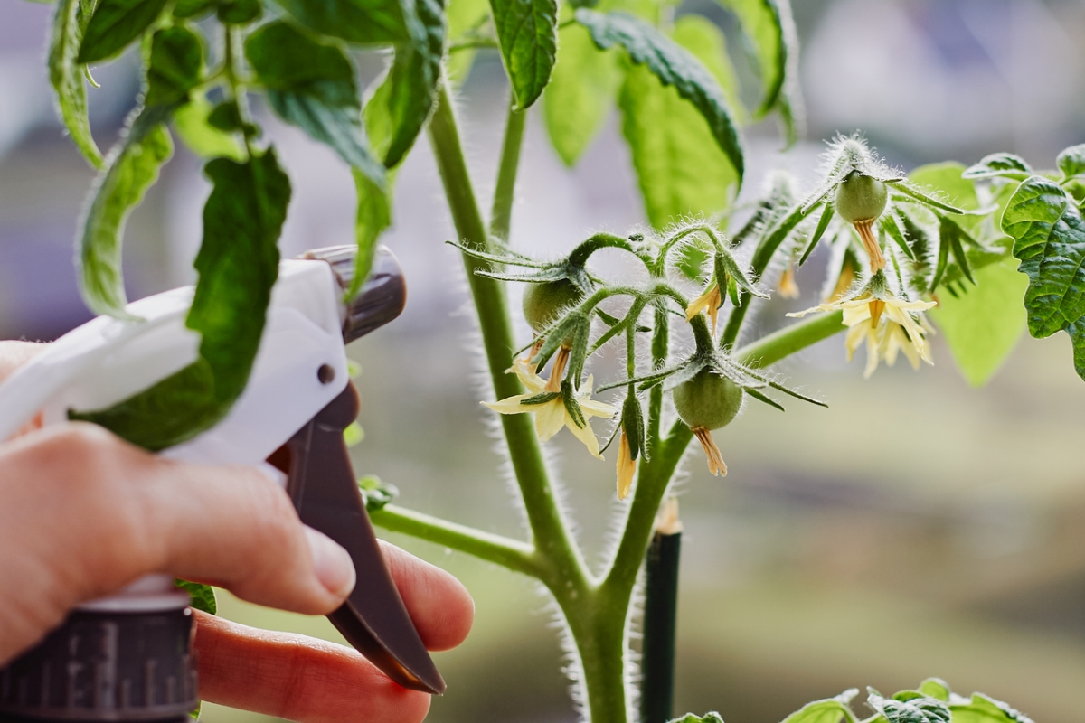 Spraying young tomato plant.