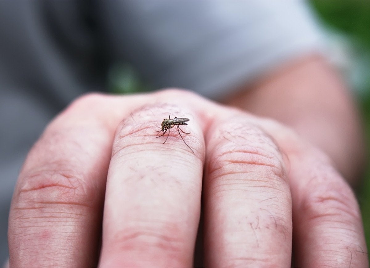 11 Things People Believe About Mosquitoes That Aren’t True