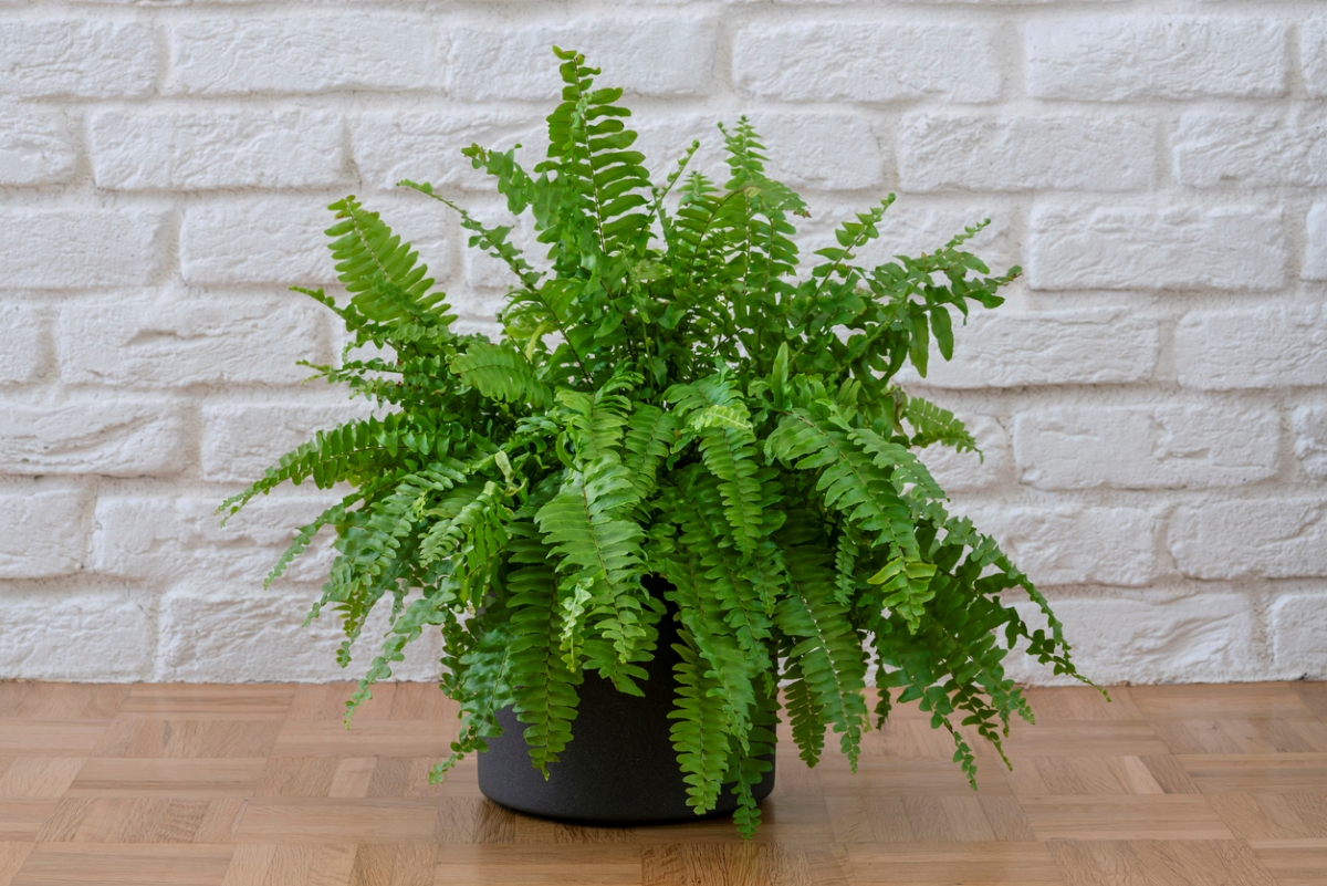 Potted boston fern