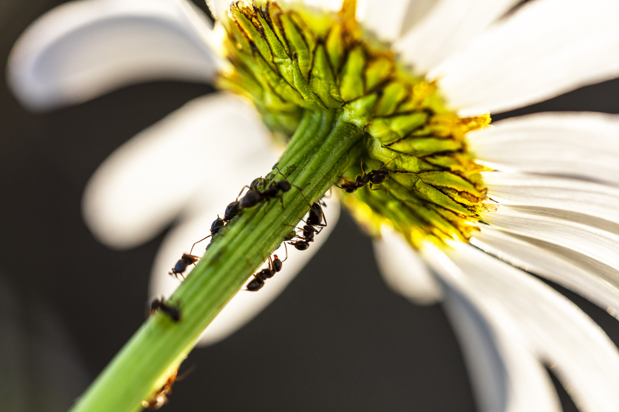 Ants on a dandelion flower photographed from below