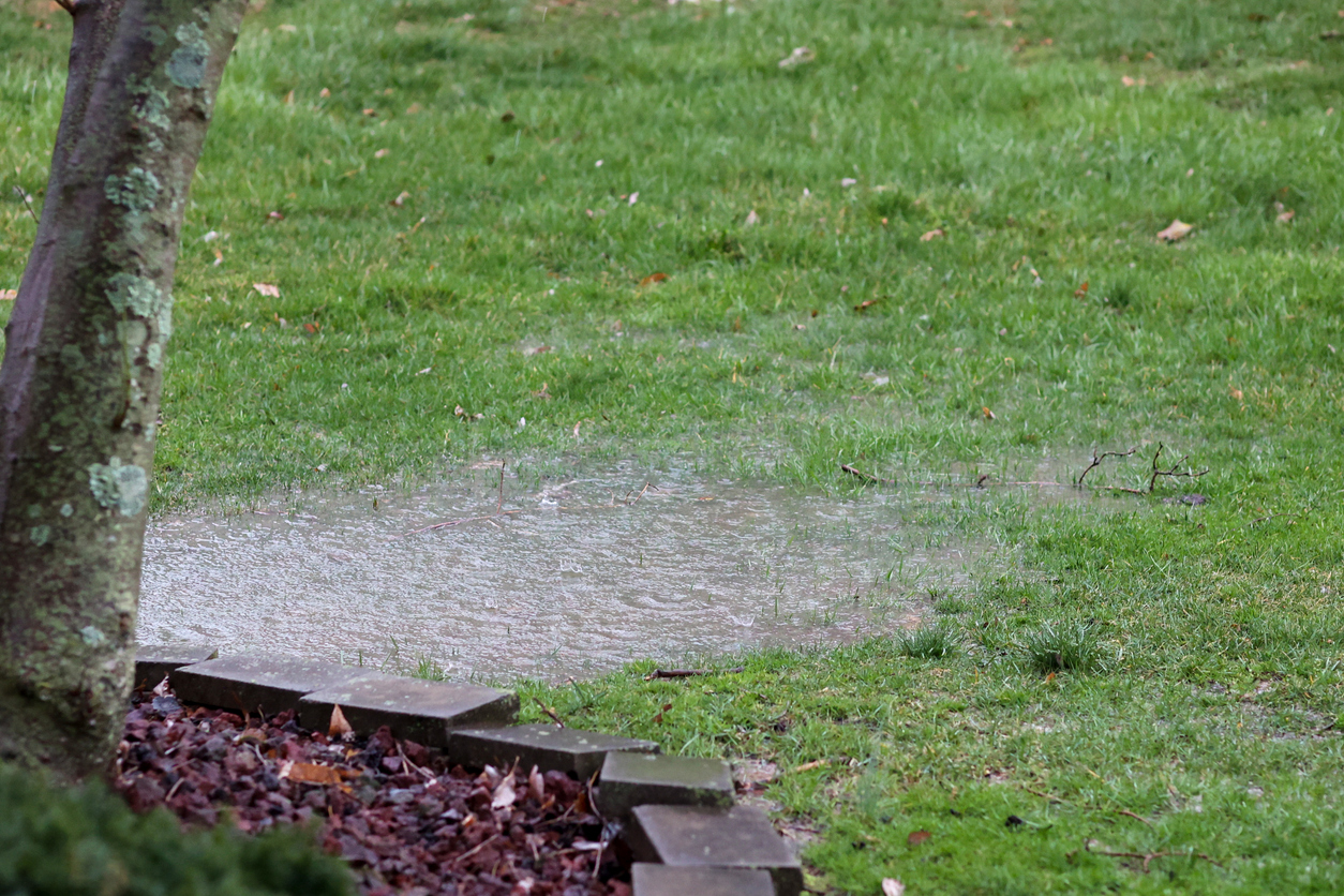 lawn with landscaping and tree and a puddle from rain water