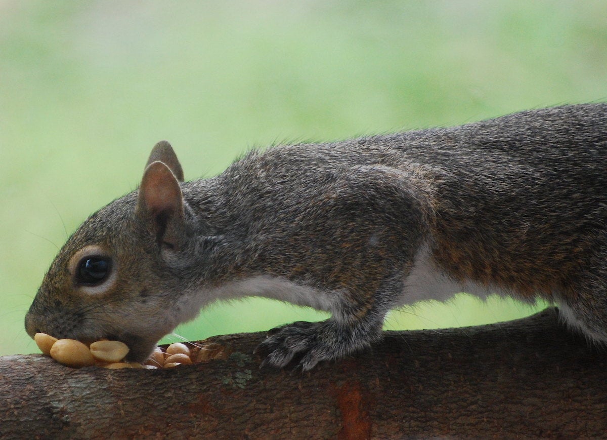 13 DIY Squirrel Feeder Ideas for Your Yard