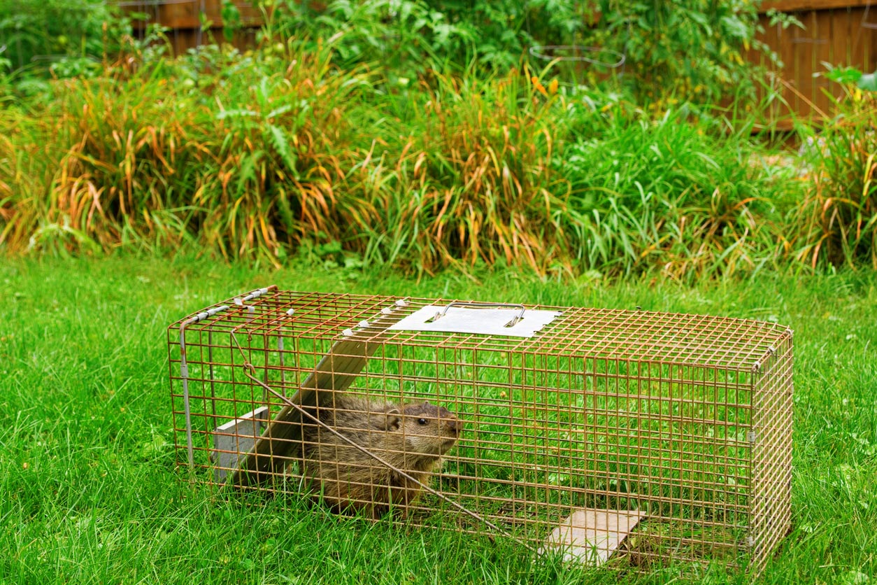 Coût de l'élimination des marmottes