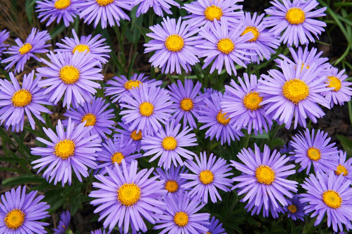 fleurs qui attirent les abeilles - fleurs d'aster violet