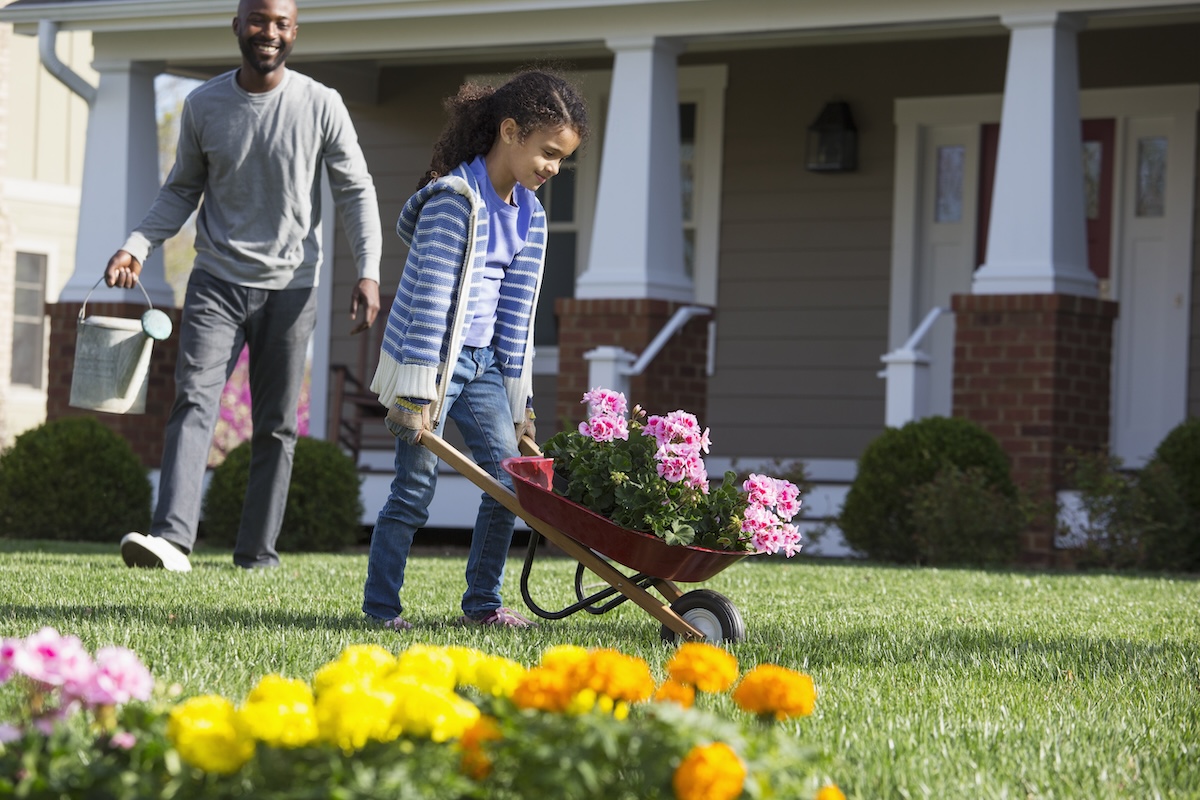 A father and daughter do yard work in front of home with help of wheelbarrow that is carrying flowers. 