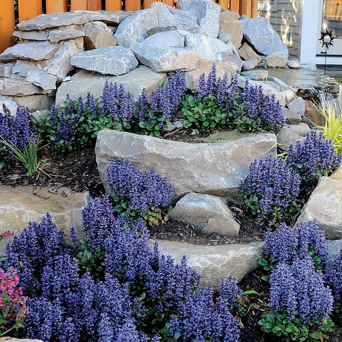 Bugleweed grown between stone landscape