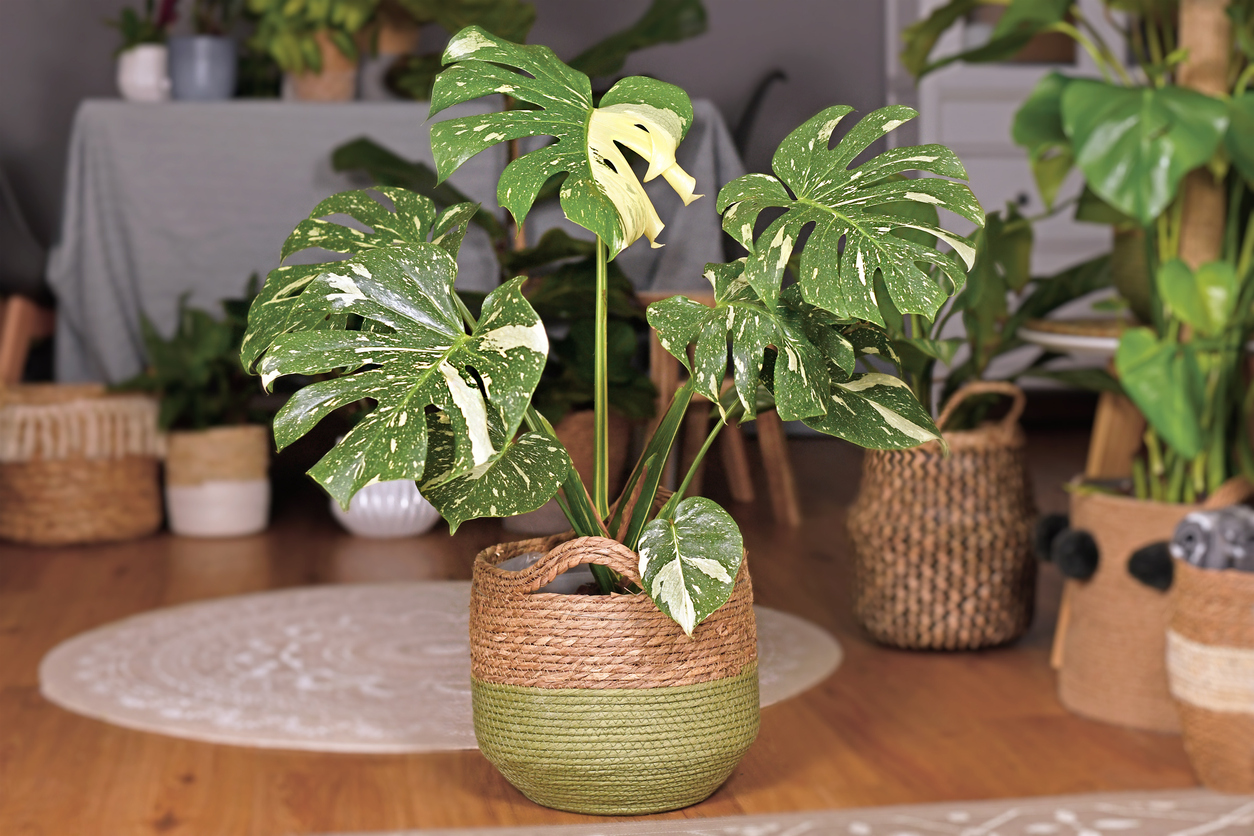 iStock-1306076476 les plantes d'intérieur les plus difficiles à maintenir en vie Grande Monstera Deliciosa tropicale panachée dans un pot de fleurs en forme de panier