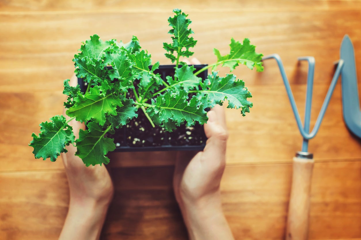 The 12-Inch Farm: 12 Foods You Can Easily Grow in Containers